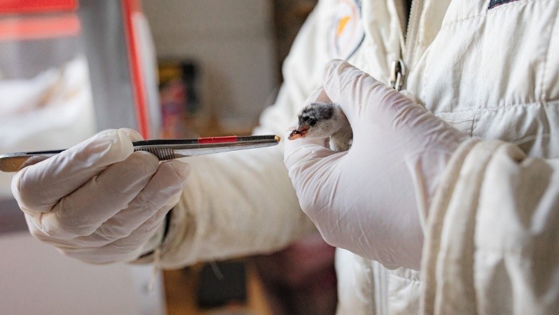 Logran en Argentina criar y liberar en su hábitat natural a una especie de ave amenazada