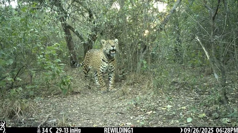 Acaí había sido liberada el pasado 5 de octubre en el Parque Nacional El Impenetrable de Chaco.