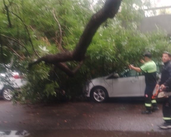  Personal de Protección Civil trabaja con un árbol caído sobre un vehículo.