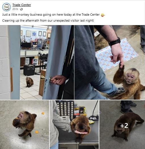 &nbsp;Un mono capuchino canela causó destrozos en un negocio de música en Tennessee.