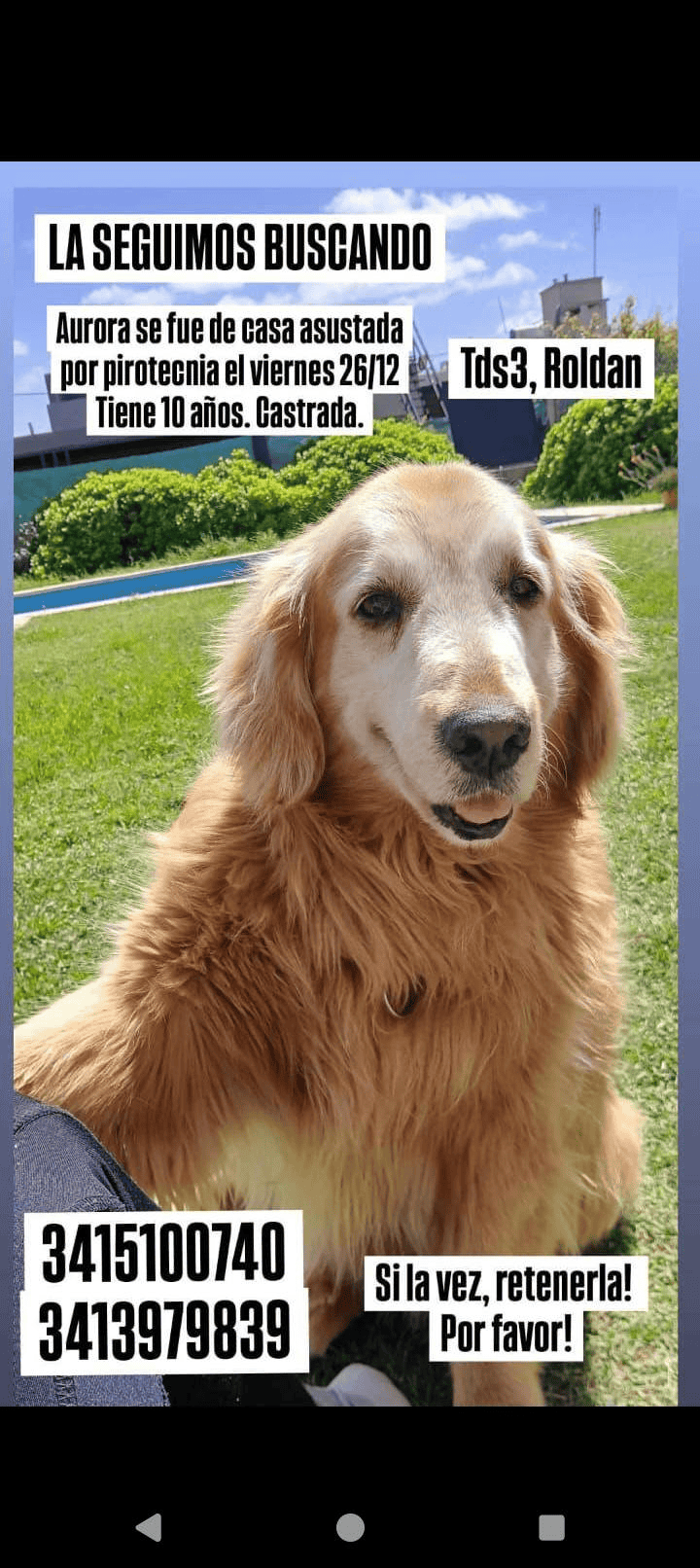 La foto que publicaron sus dueños para buscarla.&nbsp;