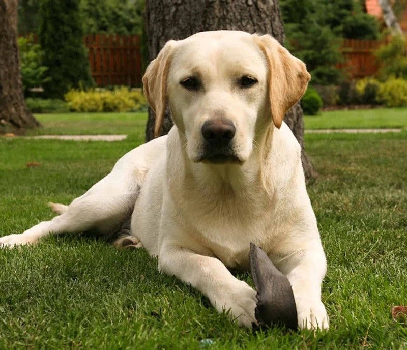 &nbsp;El labrador, uno de los que aparece en la lista de los perros dotados para aprender palabras.