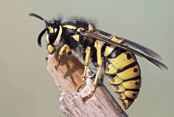 Avance de avispas carnívoras en destinos turísticos del sur argentino.&nbsp;