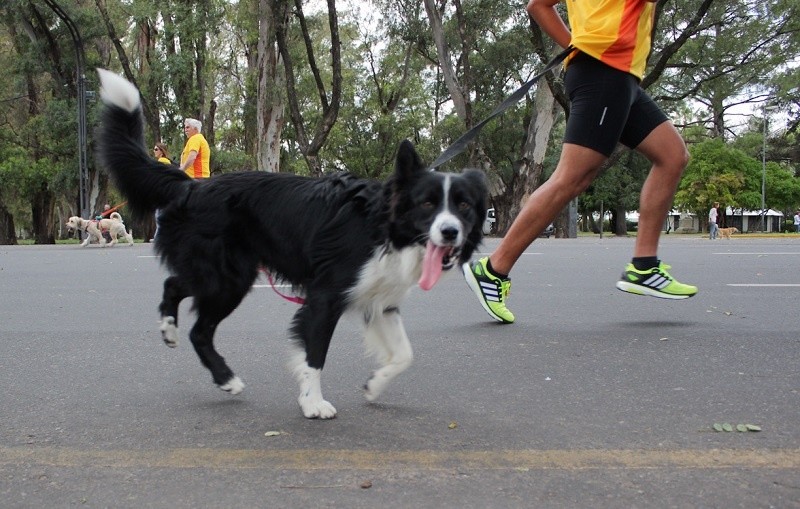 &nbsp;Entre los cambios, habrá un registro con los datos de los animales con los datos de su salud, en sintonía al paradigma 