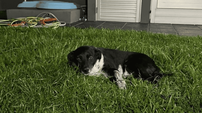 &nbsp;Negrita, la perra que fue asesinada de un balazo. 