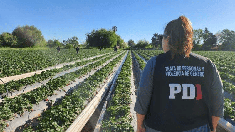 El predio frutillero de Arroyo Leyes.
