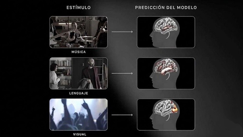 TRIBE v2 predice la actividad cerebral frente a estímulos de música, lenguaje y video&nbsp;