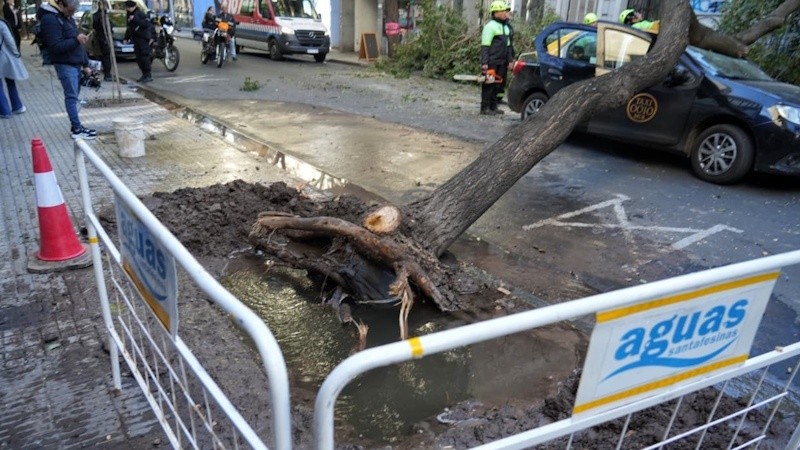 &nbsp;El árbol atravesó toda la calzada. (Foto: Alan Monzón/Rosario3)
