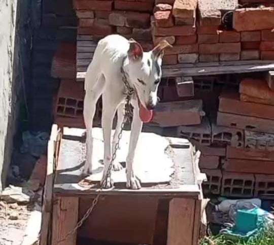 La perrita vivía atada a una cadena muy corta que le lastimó el cuello.&nbsp;