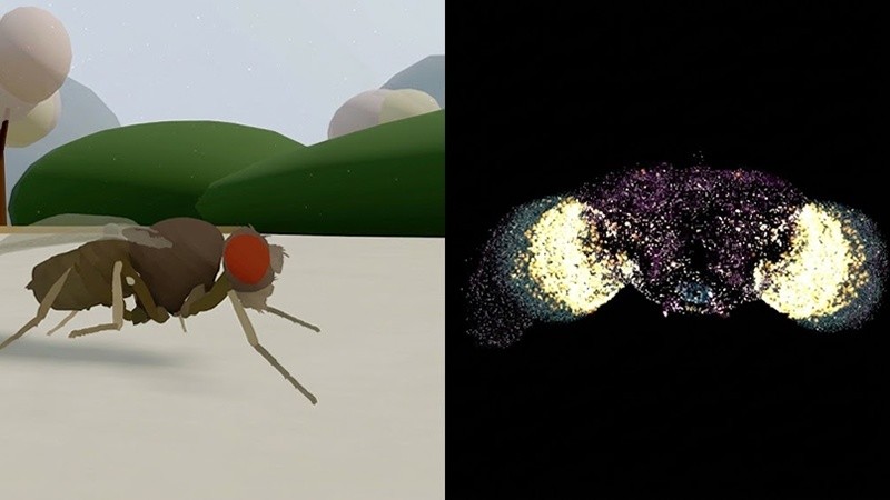 Una réplica digital del cerebro de una mosca controla su cuerpo en una simulación&nbsp;