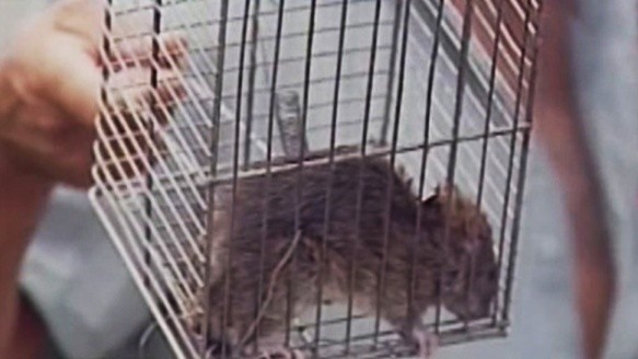 Un vecino mostró una de las ratas que pasean en el barrio.